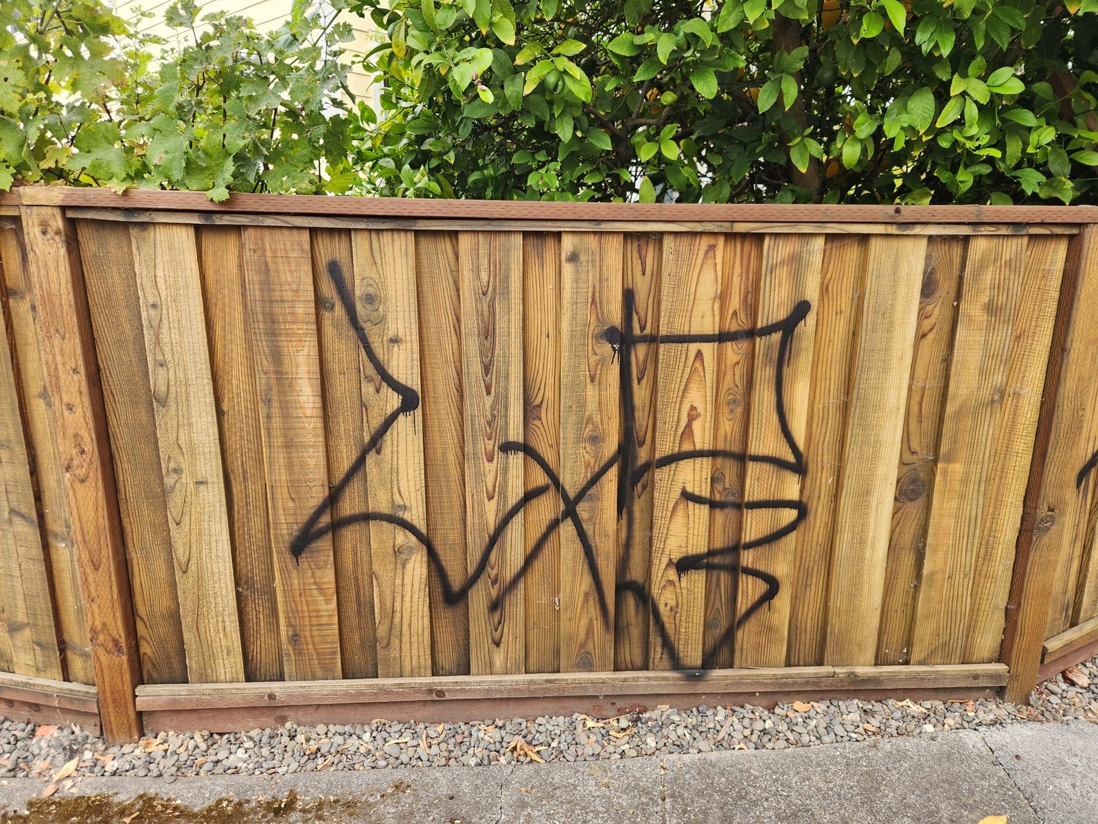 Wood fence in Santa Rosa after graffiti was sanded off and the panels restained to match